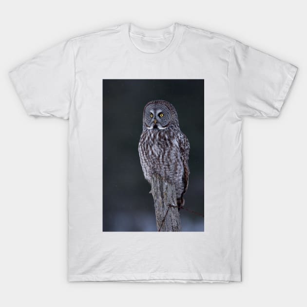 Great Grey Owl T-Shirt by Jim Cumming